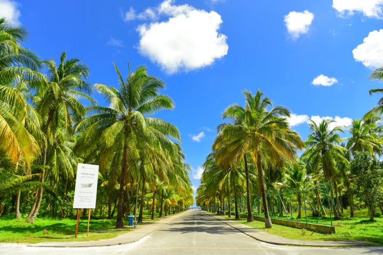 a street lined with palm trees next to a lush green field, varadero beach, oscar niemeyer, frontal picture