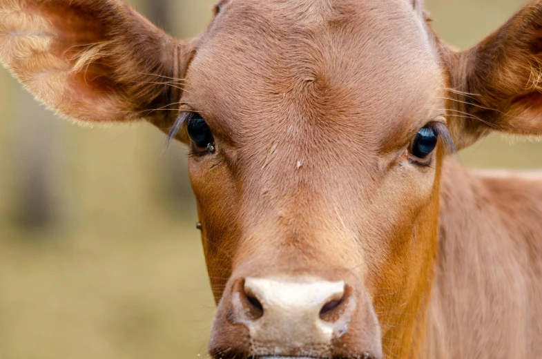 a close up of a cow's face with a blurry background, unsplash, square nose, brown, australian, milk