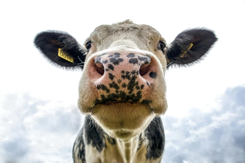 a close up of a cow's face with clouds in the background, pexels contest winner, square nose, milk, highly ornate, unsplash 4k