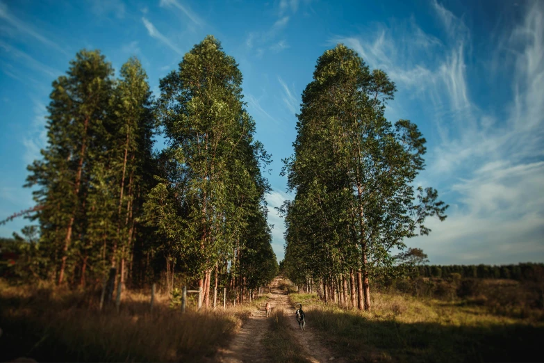 a dirt road surrounded by tall trees on a sunny day, an album cover, by Peter Churcher, unsplash contest winner, eucalyptus, pine, whealan, profile image