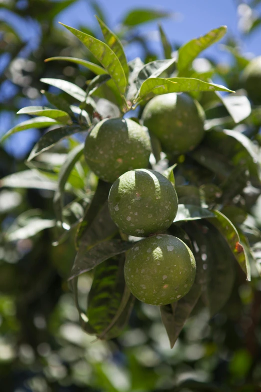 a bunch of green fruit hanging from a tree, square, citrinitas, rum, walnuts