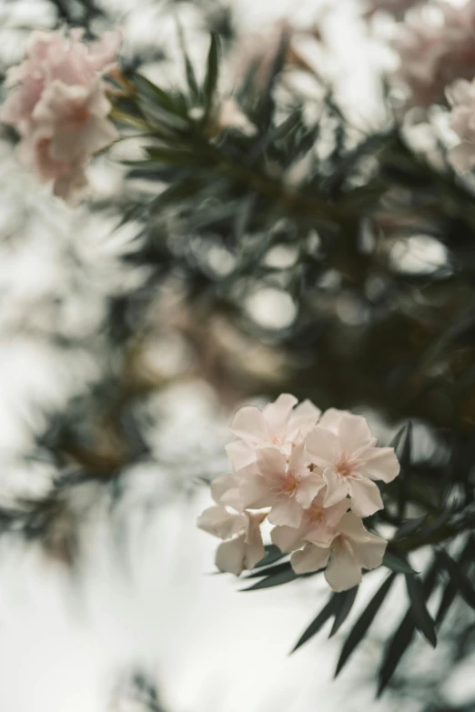 a close up of a flower on a tree, by Emma Andijewska, trending on unsplash, romanticism, porcelain skin ”, with soft bushes, pine, soft blush