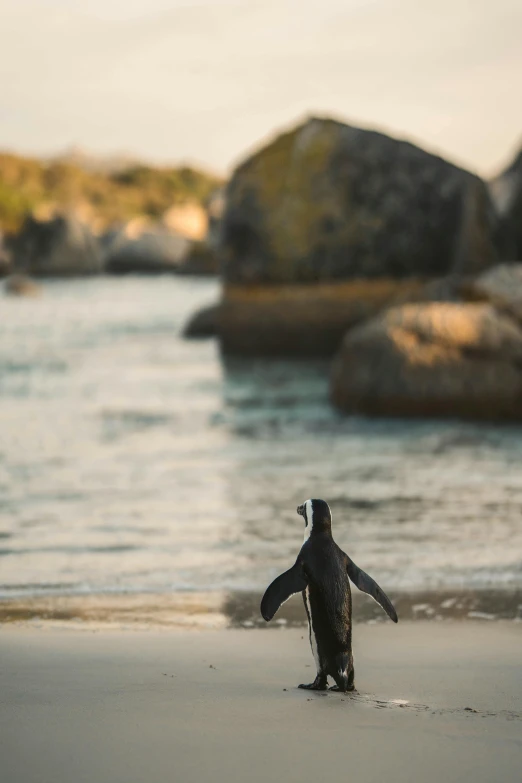 a penguin standing on top of a sandy beach, back facing the camera, boulders, emerging from the water, cape