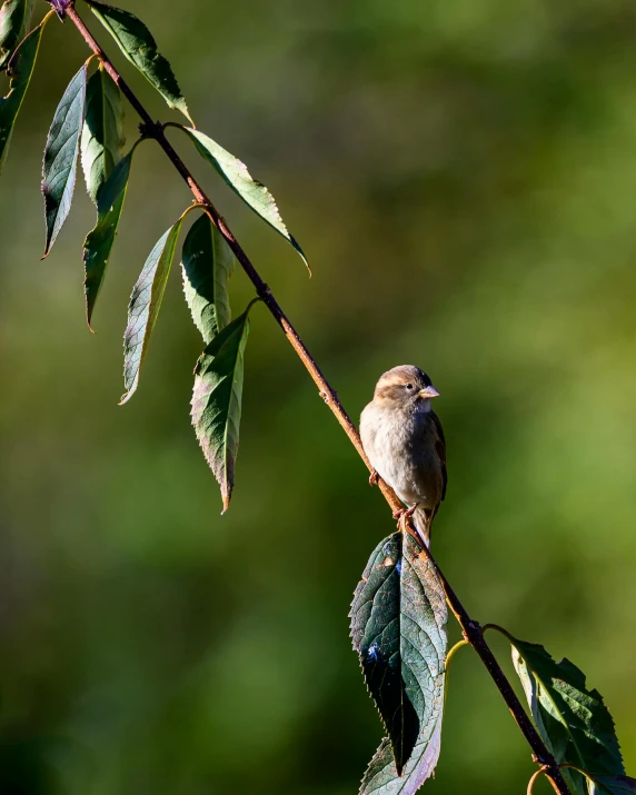 a small bird perched on a branch of a tree, by Peter Churcher, unsplash, late summer evening, chilling on a leaf, muted brown, sparrows