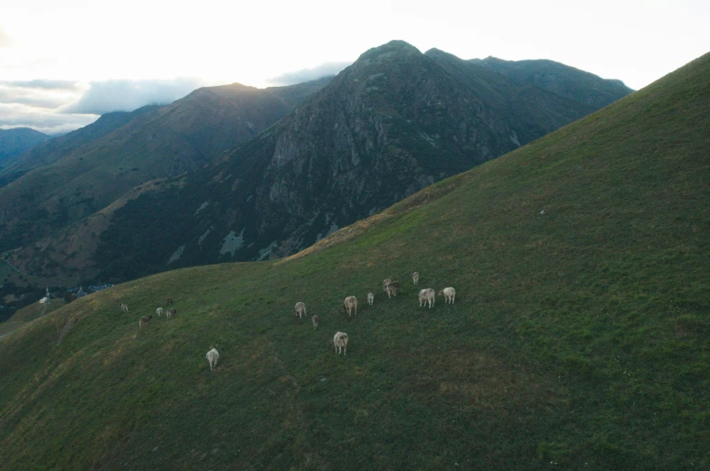 a herd of sheep standing on top of a lush green hillside, by Attila Meszlenyi, unsplash contest winner, figuration libre, last light on mountain top, aerial footage, the horse above, italy