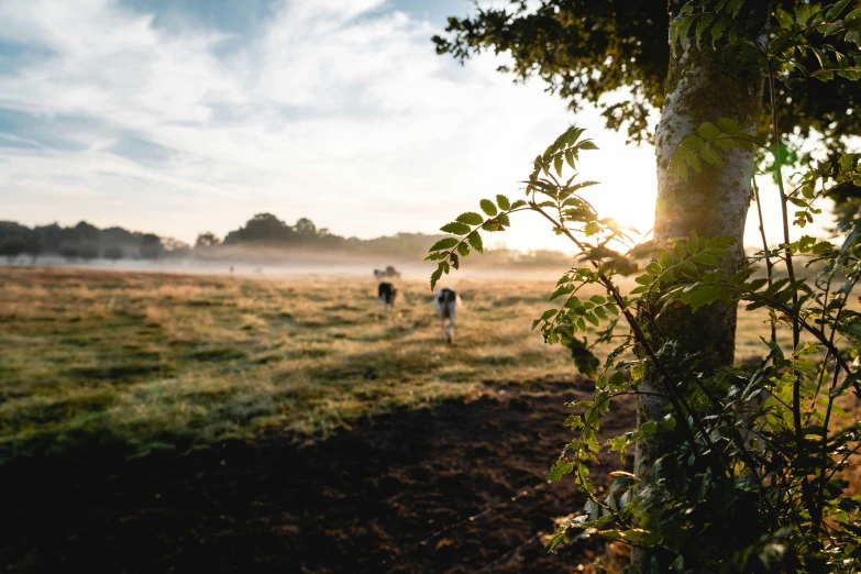 a herd of cattle standing on top of a lush green field, a picture, unsplash contest winner, morning light showing injuries, laying under a tree on a farm, people walking into the horizon, late summer evening