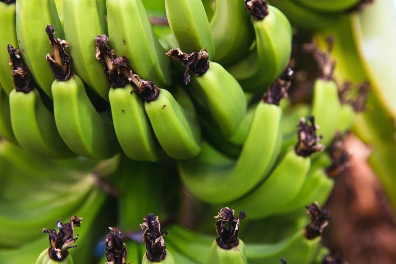 a bunch of green bananas hanging from a tree, unsplash, hurufiyya, organics, moai seedling, low detail, panels