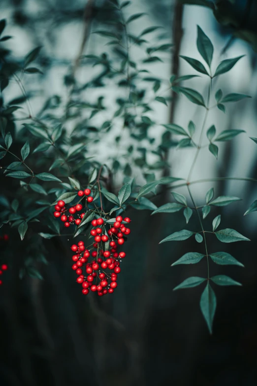 a bunch of red berries hanging from a tree, inspired by Elsa Bleda, unsplash contest winner, green plant, paul barson, a handsome, by greg rutkowski