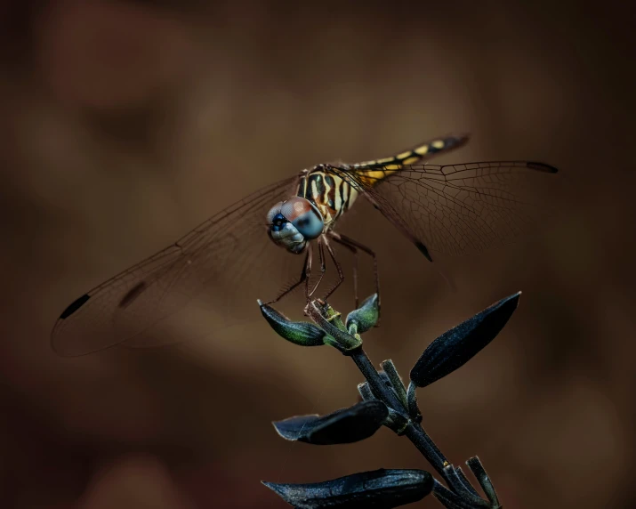 a dragonfly sitting on top of a plant, a macro photograph, pexels contest winner, hurufiyya, paul barson, an elegant, wings spread, national geographic quality