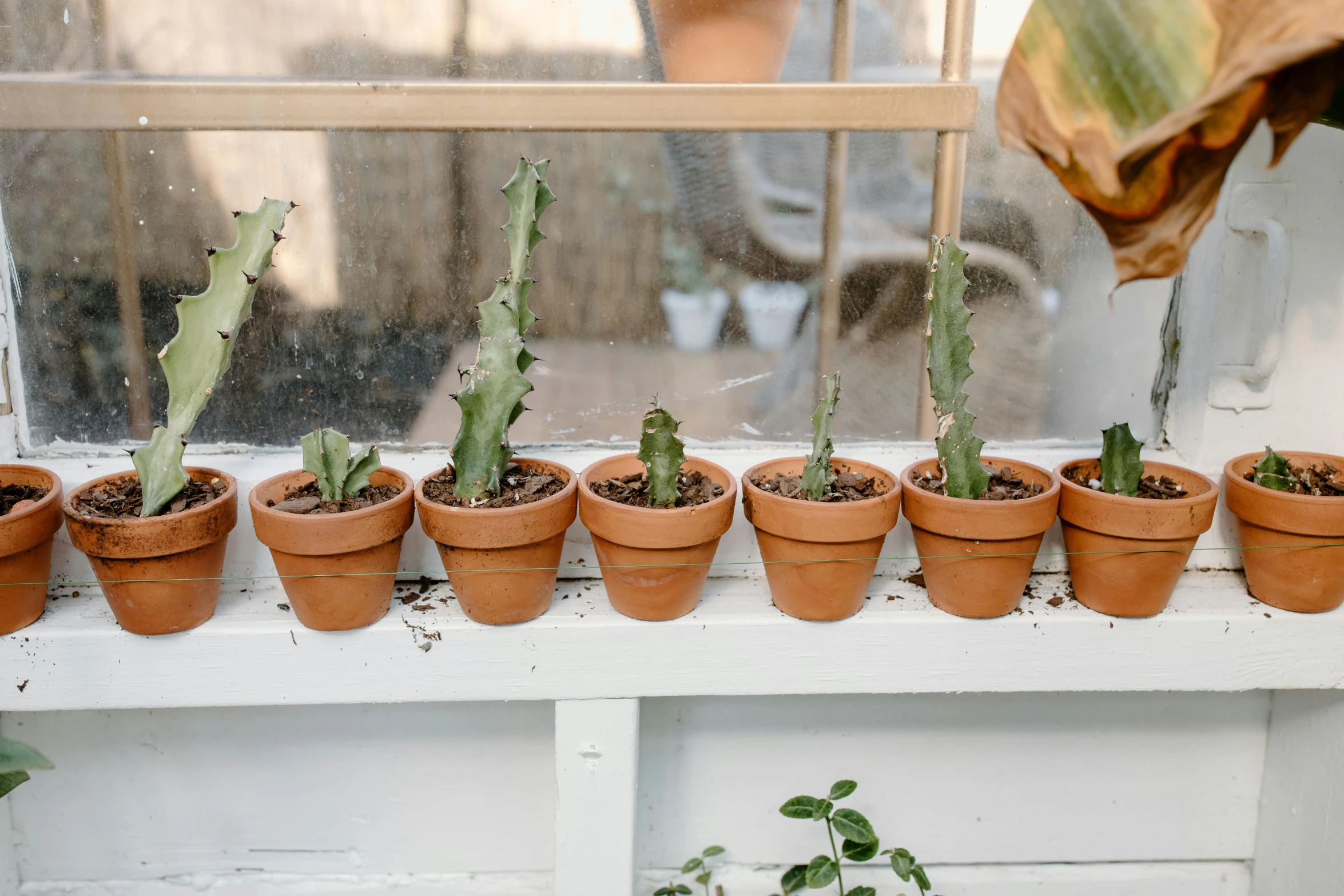 a group of potted plants sitting on top of a window sill, inspired by Ceferí Olivé, pexels contest winner, made of cactus spines, desert white greenhouse, group of seven, inside a shed