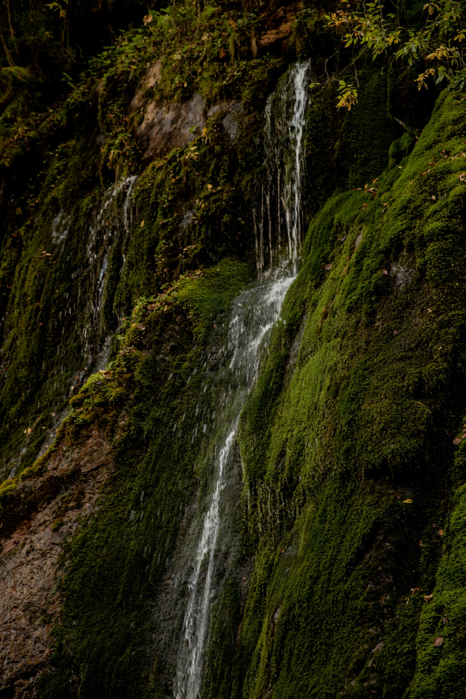 a bride and groom standing in front of a waterfall, by Daniel Seghers, unsplash, renaissance, covered in moss, top down view, chile, small flowing stream from wall