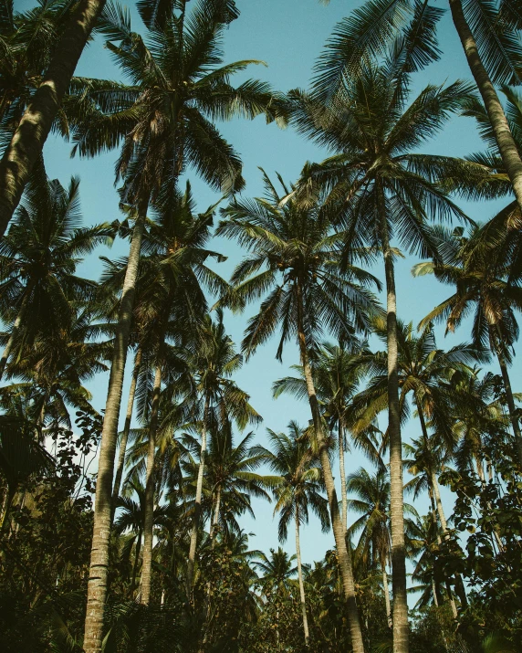 a group of palm trees standing next to each other