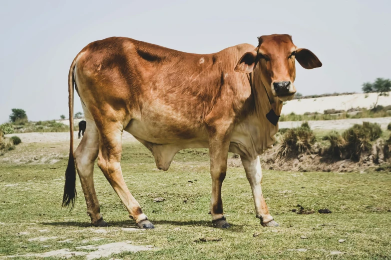 a brown cow standing on top of a lush green field, unsplash, indian, shows a leg, aged 2 5, local conspirologist