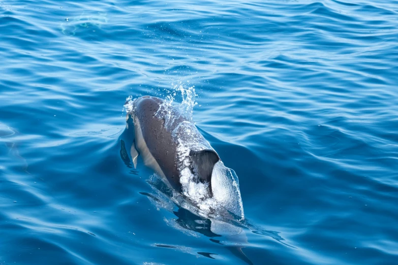 a dolphin that is swimming in the water, by Julian Hatton, pexels contest winner, hurufiyya, thumbnail, on the bow, blue penguin, fully covered