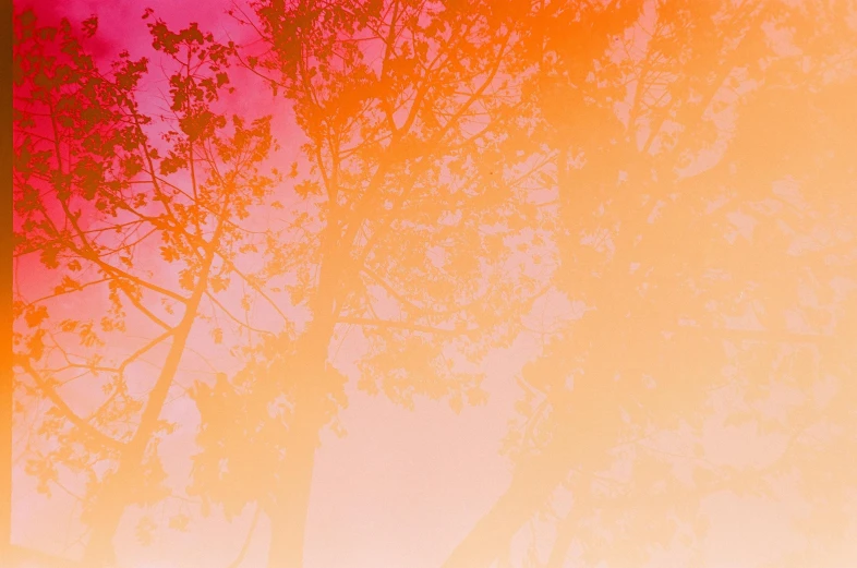 a fire hydrant sitting on top of a lush green field, an album cover, inspired by Ren Hang, color field, ((trees)), gradient pink, neon orange, ethereal abstract