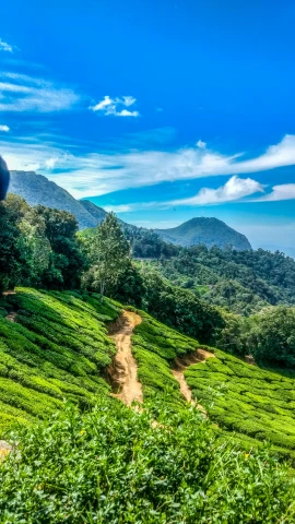 a train traveling through a lush green hillside, an album cover, shutterstock, hurufiyya, malayalis attacking, tea, square, today\'s featured photograph 4k