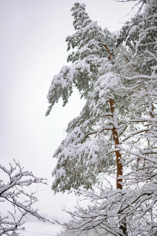 a man riding skis down a snow covered slope, inspired by Ivan Shishkin, unsplash, romanticism, giant white tree, espoo, detail shots, f / 2 0