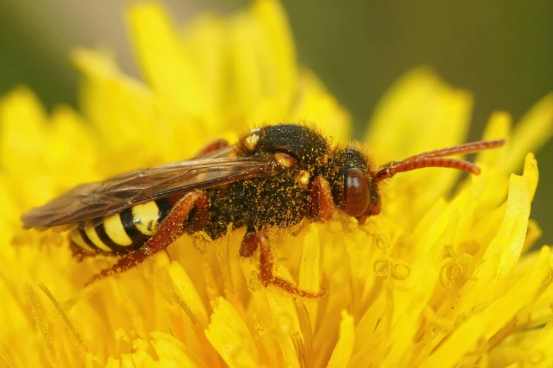 a bee sitting on top of a yellow flower, slide show, avatar image, getty images, wasps