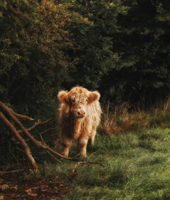 a brown cow standing on top of a lush green field, by Elsa Bleda, unsplash contest winner, renaissance, fluffy mane, in a woodland glade, low-key, cute little creature