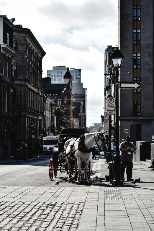 a horse drawn carriage on a city street, a photo, by Pierre Toutain-Dorbec, pexels contest winner, square, montreal, summer afternoon, grey