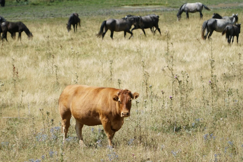 a brown cow standing on top of a dry grass field, meat and lichens, arrendajo in avila pinewood, various sizes, alessio albi