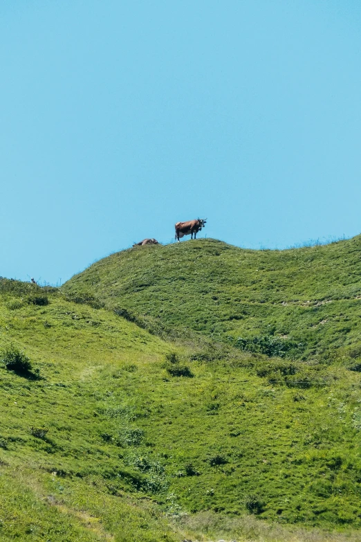 a cow standing on top of a lush green hillside, te pae, hunting bisons, concert, 2019 trending photo