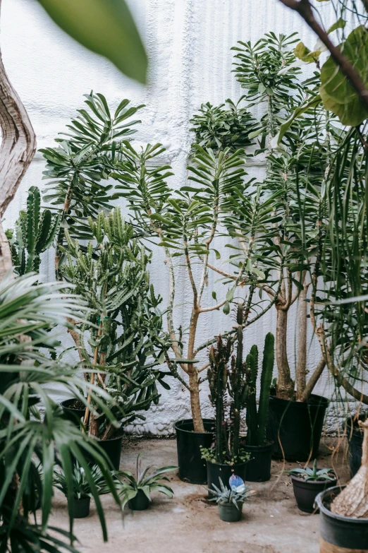 a room filled with lots of potted plants, trending on unsplash, trees outside, tall thin, exotic flora, highly textured