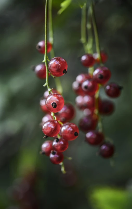 a bunch of red berries hanging from a tree, by Julian Hatton, pexels, paul barson, digital image, close - up photo, seeds