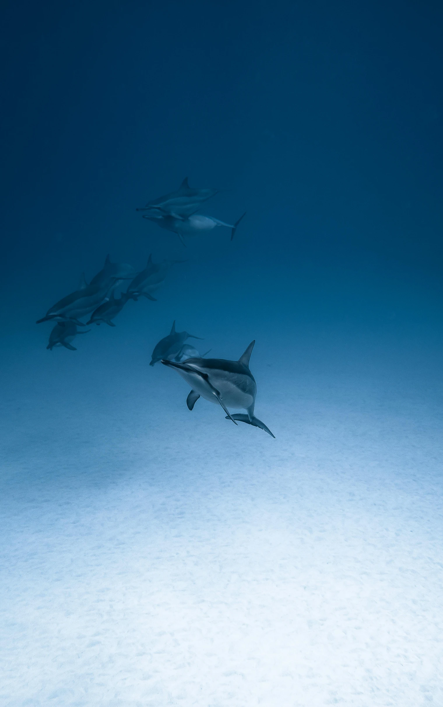 a group of dolphins swimming in the ocean, a photo, by Peter Churcher, unsplash contest winner, red sea, curiosity, blue gray, f/9