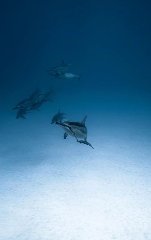 a group of dolphins swimming in the ocean, a photo, by Peter Churcher, unsplash contest winner, red sea, curiosity, blue gray, f/9