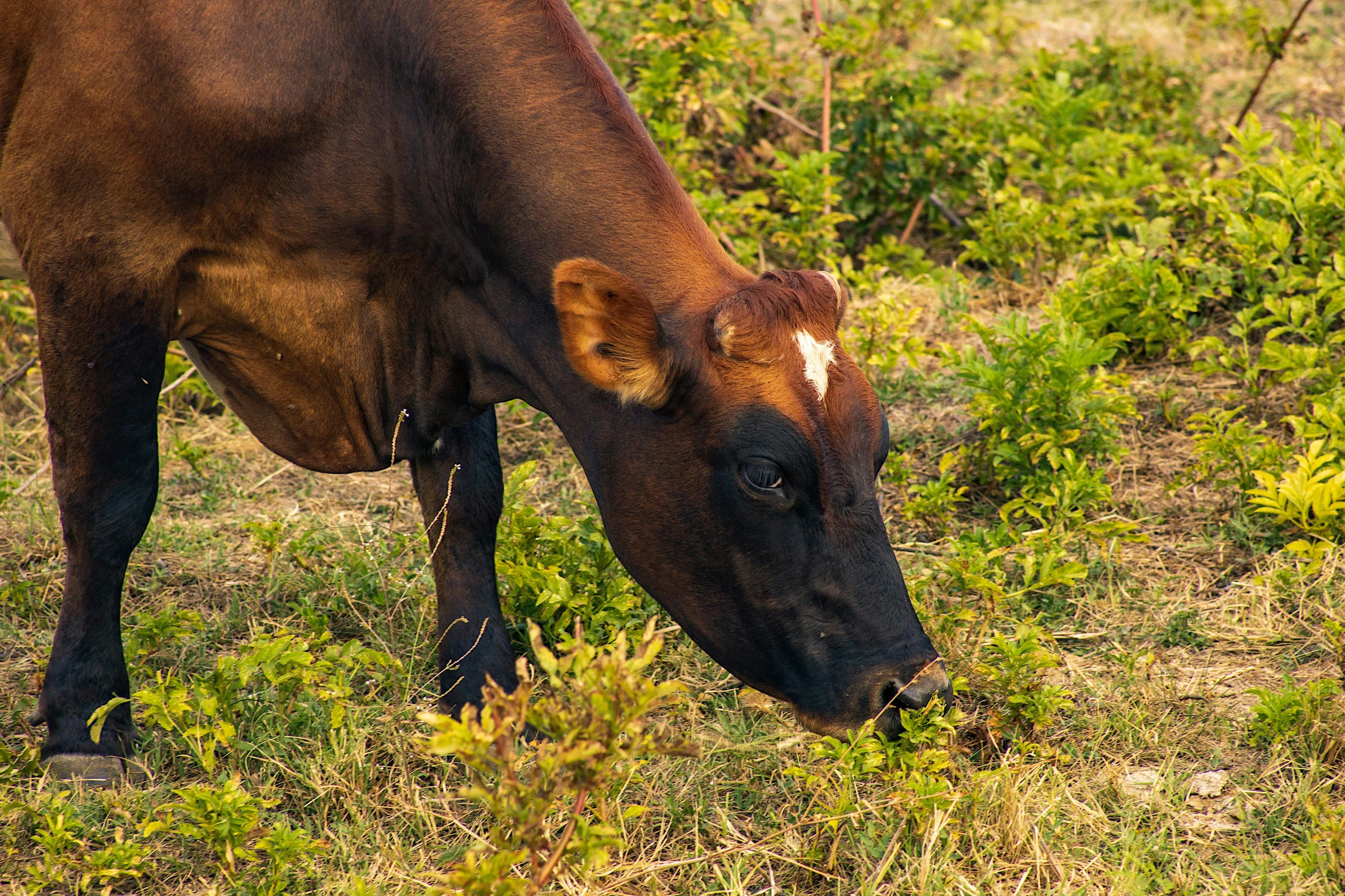 a brown cow standing on top of a lush green field, eating, madagascar, february), up close image