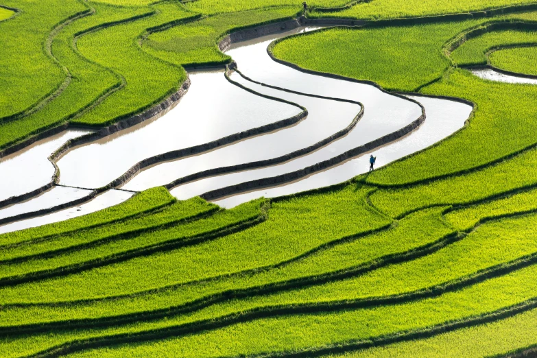a man standing on top of a lush green field, pexels contest winner, land art, staggered terraces, waterways, hoang lap, crisp lines
