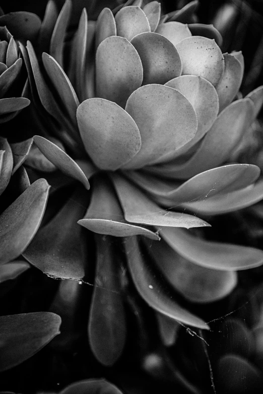 a black and white photo of a flower, bromeliads, 85mm nd 5, cacti, clear curvy details