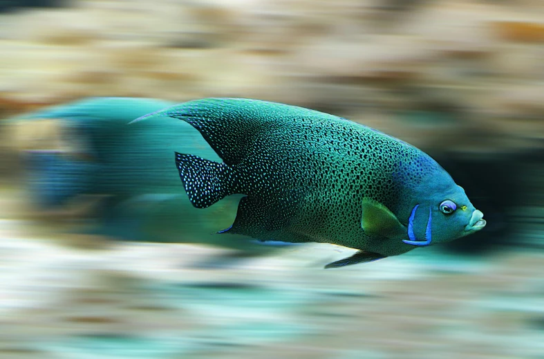 a close up of a fish with a blurry background, a raytraced image, by Steven Belledin, pixabay contest winner, fine art, tropical reef, panning shot, black blue green, women