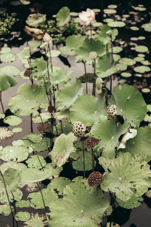 a pond filled with lots of green leaves, a digital rendering, unsplash, hurufiyya, black lotus, photographed on colour film, pods, brown flowers