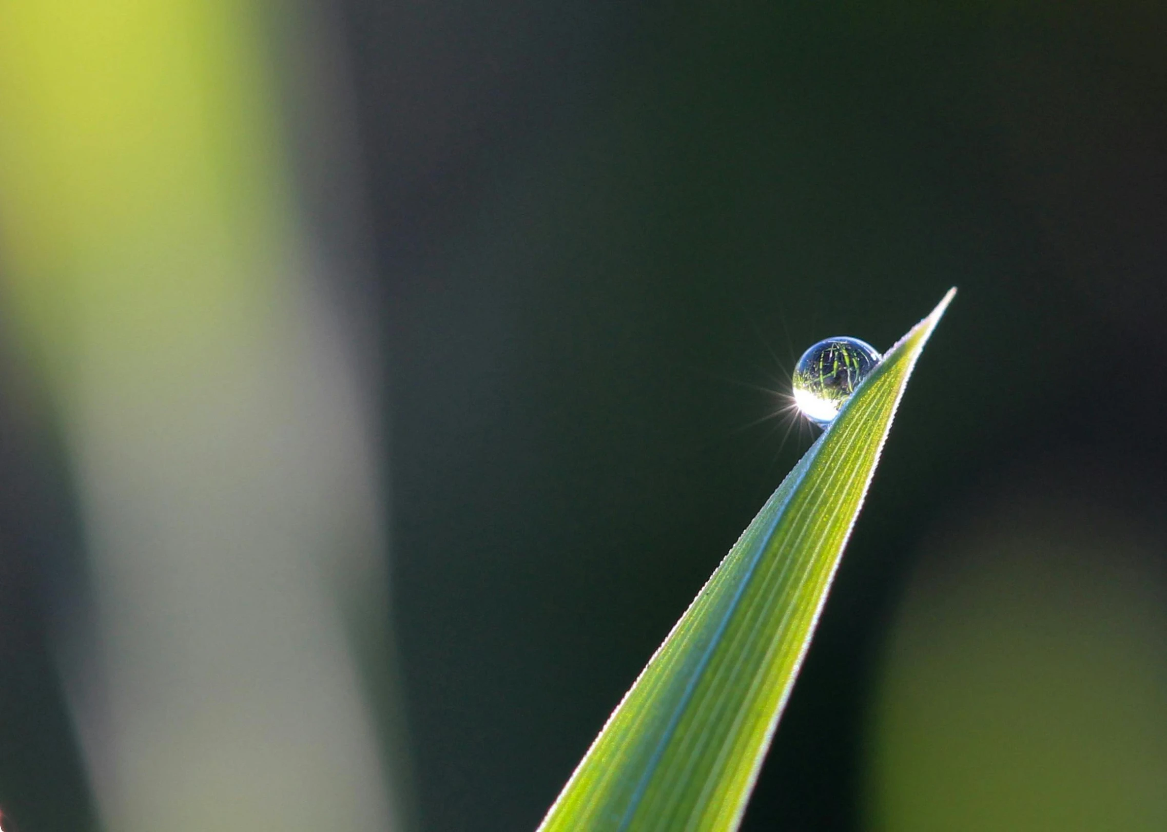 a drop of water sitting on top of a blade of grass, by Jan Rustem, unsplash contest winner, refracted moon sparkles, contre jour, micro detail 4k, ilustration