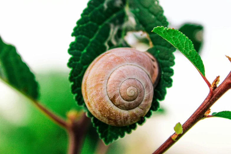 a close up of a snail on a leaf, unsplash, renaissance, spiralling bushes, 🦩🪐🐞👩🏻🦳, sea shell, cottage hippie naturalist