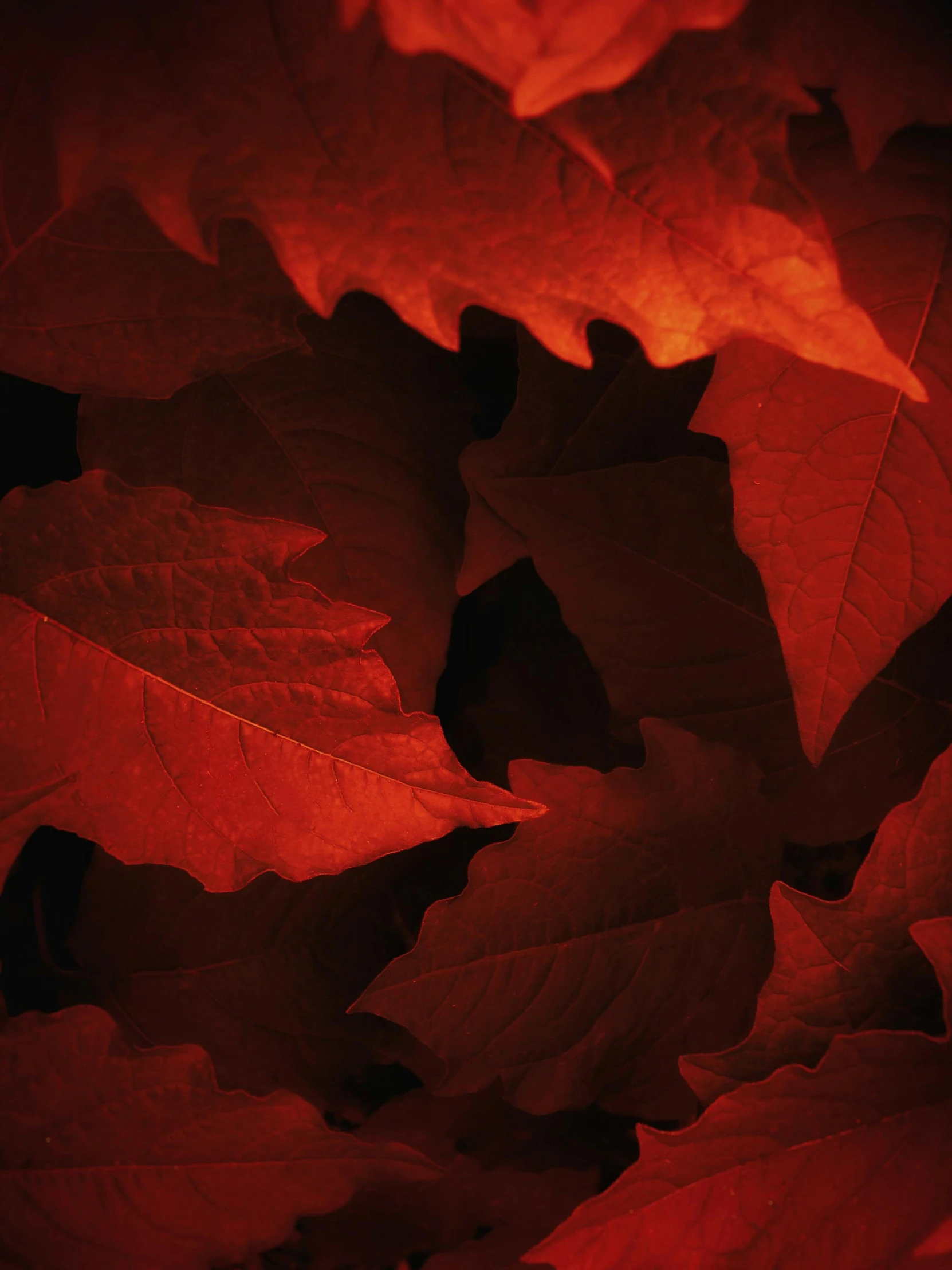 a close up of a bunch of leaves, an album cover, by David Donaldson, pexels contest winner, red glow, ignant, university, deep colour