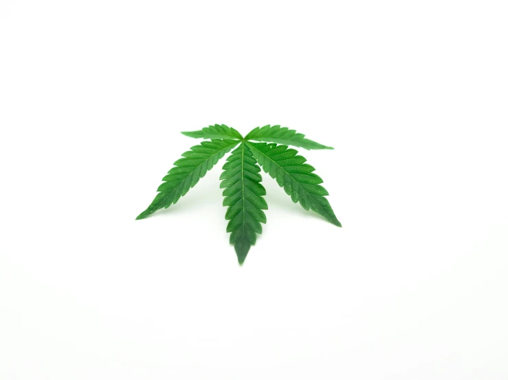 a marijuana leaf on a white background, a picture, by Emma Andijewska, 4 k product photo, high quality upload, miniature product photo, ¯_(ツ)_/¯