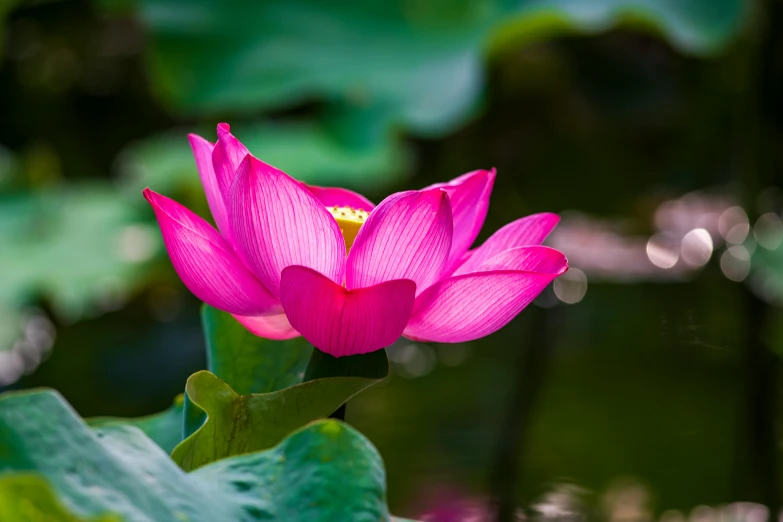 a pink flower sitting in the middle of a pond, inspired by Li Di, unsplash, hurufiyya, fan favorite, nezha, aquatic plants, vibrant glow