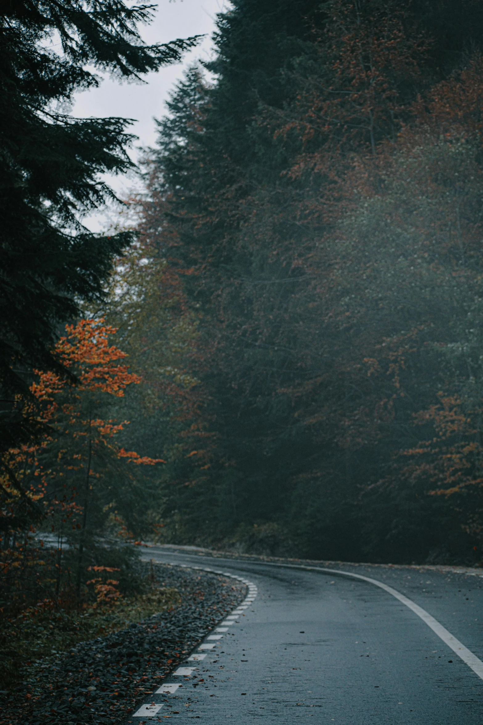 an empty road in the middle of a forest, dark grey and orange colours, jovana rikalo, curved, in autumn