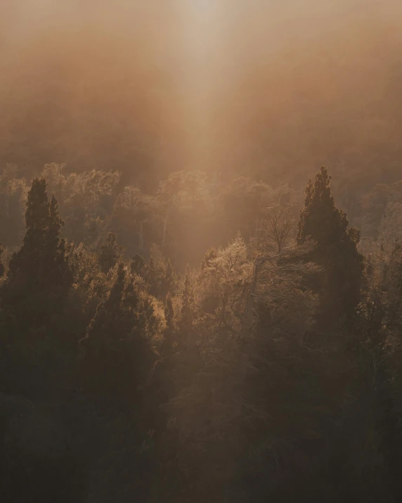 the sun shines through the trees on a foggy day, a matte painting, unsplash contest winner, muted browns, spotlight from above, hill with trees, holy light