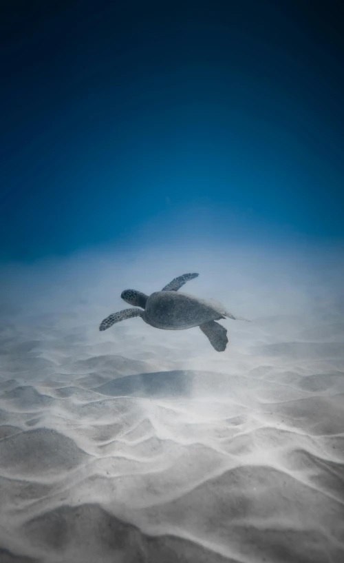 a turtle swimming in the ocean on a clear day, by Sebastian Spreng, unsplash contest winner, minimalism, sand mists, taken in the early 2020s, soaring through the sky, underwater glow