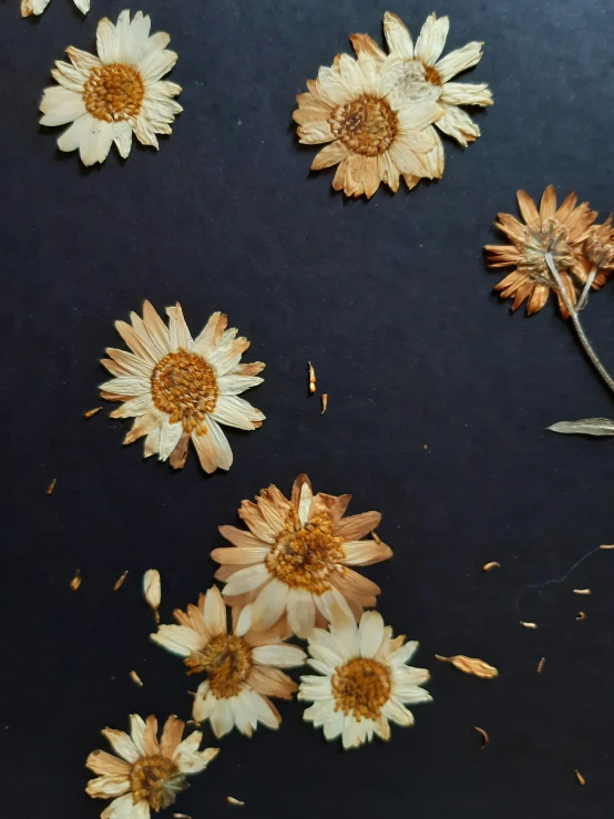 a bunch of flowers that are on a table, an album cover, by Alison Geissler, trending on unsplash, process art, dried petals, thumbnail, chrysanthemum eos-1d, brown