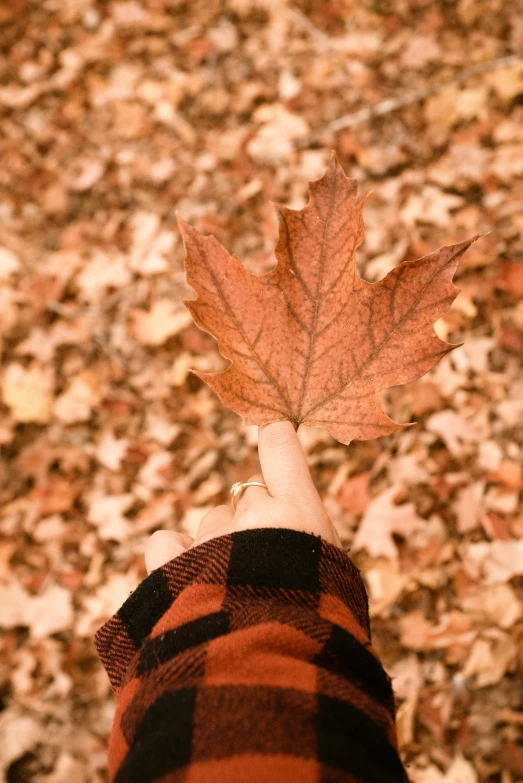 a person holding a leaf in their hand, an album cover, inspired by Elsa Bleda, trending on pexels, maple syrup, 🍂 cute, ( 3 1, digitally remastered