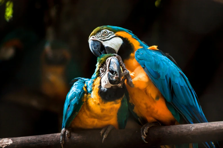 a couple of colorful birds sitting on top of a tree branch, a portrait, pexels contest winner, blue arara, 🦩🪐🐞👩🏻🦳, cyan and orange, slide show