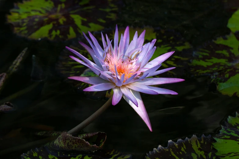 a purple water lily blooming in a pond, a portrait, by Carey Morris, pexels contest winner, hurufiyya, multicolored, predawn, 2022 photograph, shot on sony a 7 iii