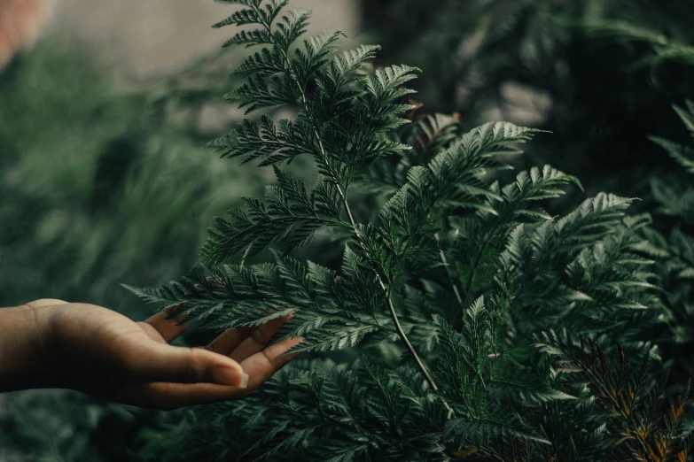 a person holding a plant in their hand, inspired by Elsa Bleda, trending on unsplash, environmental art, lush evergreen forest, exterior shot, teaser, shot from cinematic