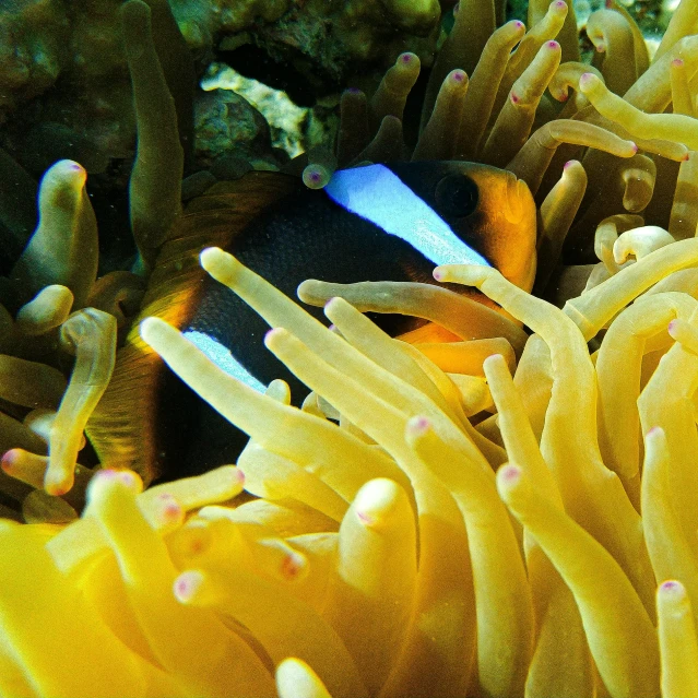 a clown fish hiding in the tentacles of a sea anemone, a portrait, flickr, with a bright yellow aureola, link, egypt, 🦑 design