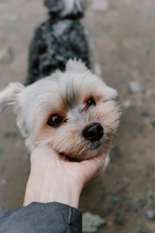 a close up of a person holding a small dog, trending on pexels, grey, playful smirk, birdseye view, greeting hand on head
